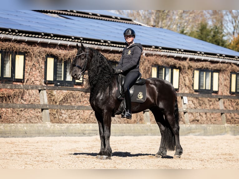 Frisone / Frisone Occidentale Stallone 7 Anni 165 cm Morello in Vijfhuizen