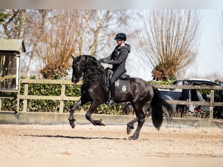 Frisone / Frisone Occidentale Stallone 7 Anni 165 cm Morello in Vijfhuizen