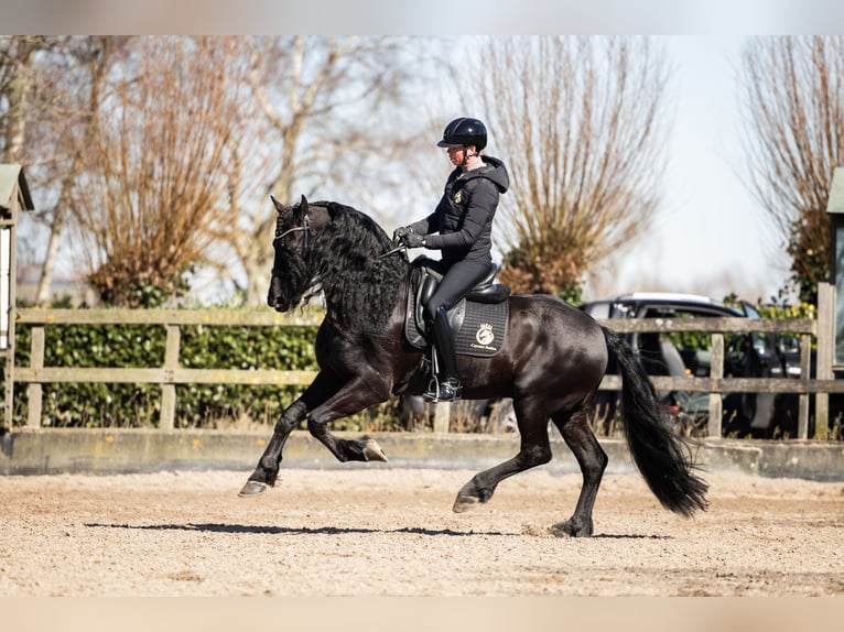 Frisone / Frisone Occidentale Stallone 7 Anni 165 cm Morello in Vijfhuizen