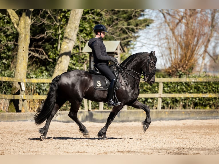 Frisone / Frisone Occidentale Stallone 7 Anni 165 cm Morello in Vijfhuizen