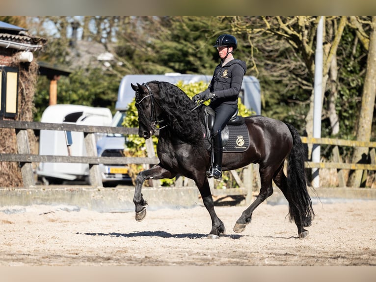 Frisone / Frisone Occidentale Stallone 7 Anni 165 cm Morello in Vijfhuizen