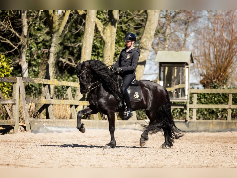 Frisone / Frisone Occidentale Stallone 7 Anni 165 cm Morello in Vijfhuizen