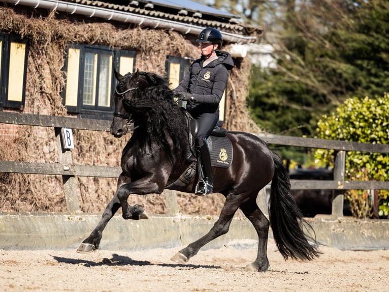 Frisone / Frisone Occidentale Stallone 7 Anni 165 cm Morello in Vijfhuizen