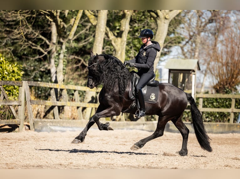 Frisone / Frisone Occidentale Stallone 7 Anni 165 cm Morello in Vijfhuizen