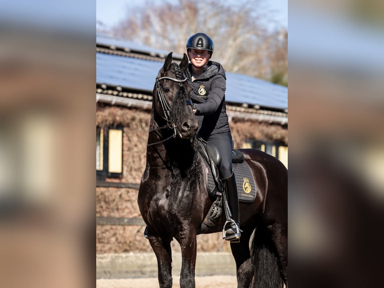 Frisone / Frisone Occidentale Stallone 7 Anni 165 cm Morello in Vijfhuizen