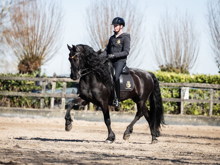 Frisone / Frisone Occidentale Stallone 7 Anni 165 cm Morello in Vijfhuizen