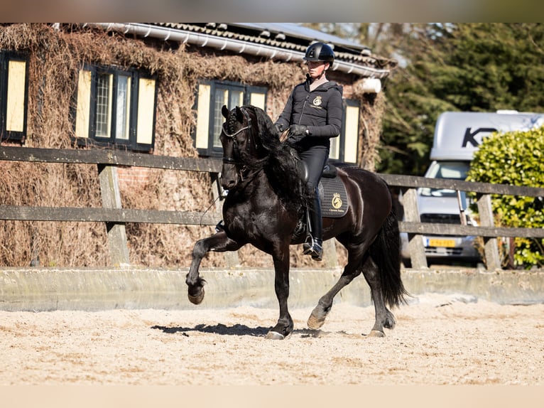 Frisone / Frisone Occidentale Stallone 7 Anni 165 cm Morello in Vijfhuizen