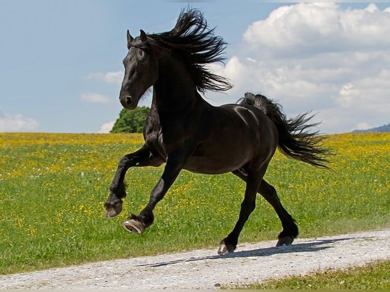 Frisone / Frisone Occidentale Mix Stallone 8 Anni 177 cm Sauro scuro in Krefeld