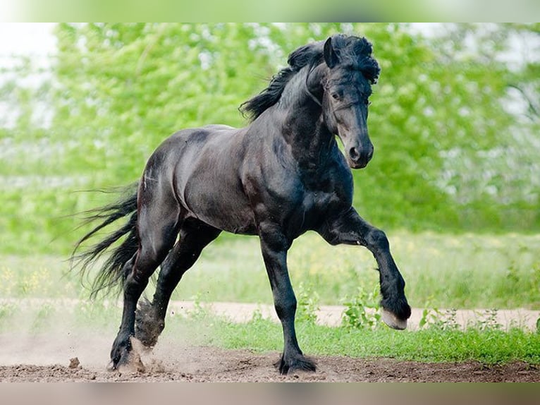 Frisone / Frisone Occidentale Mix Stallone 8 Anni 177 cm Sauro scuro in Krefeld