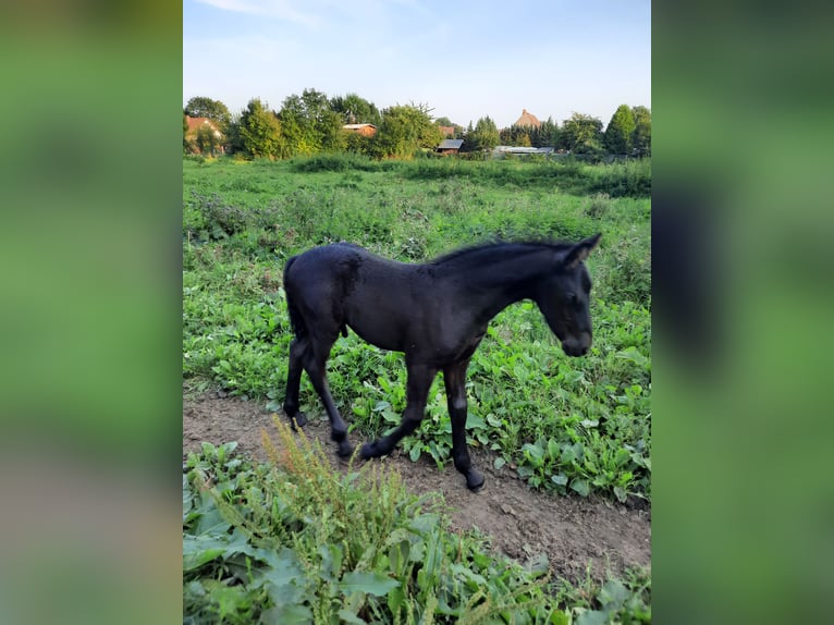 Frisone / Frisone Occidentale Stallone Puledri (01/2024) 160 cm in Prenzlau