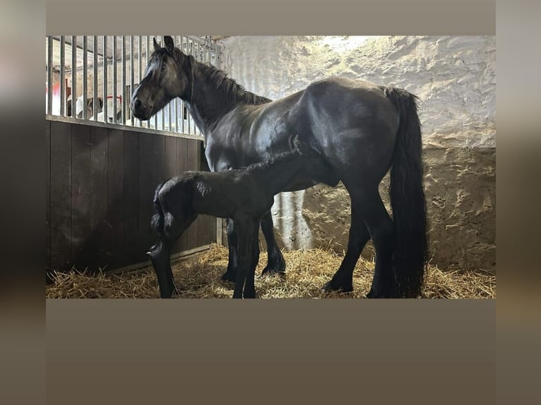 Frisone / Frisone Occidentale Stallone Puledri (06/2024) in Aachen