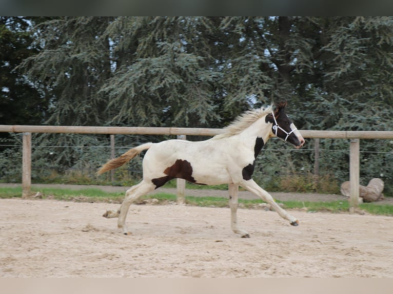 Frisone / Frisone Occidentale Mix Stallone Puledri (02/2024) Tobiano-tutti i colori in Ygrande