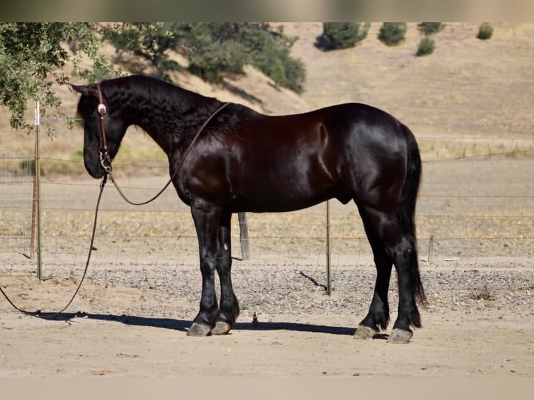 Frisone / Frisone Occidentale Castrone 10 Anni 152 cm Morello in Tres Pinos