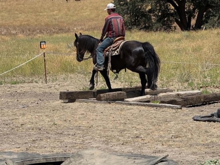 Frisone / Frisone Occidentale Castrone 10 Anni 152 cm Morello in Tres Pinos
