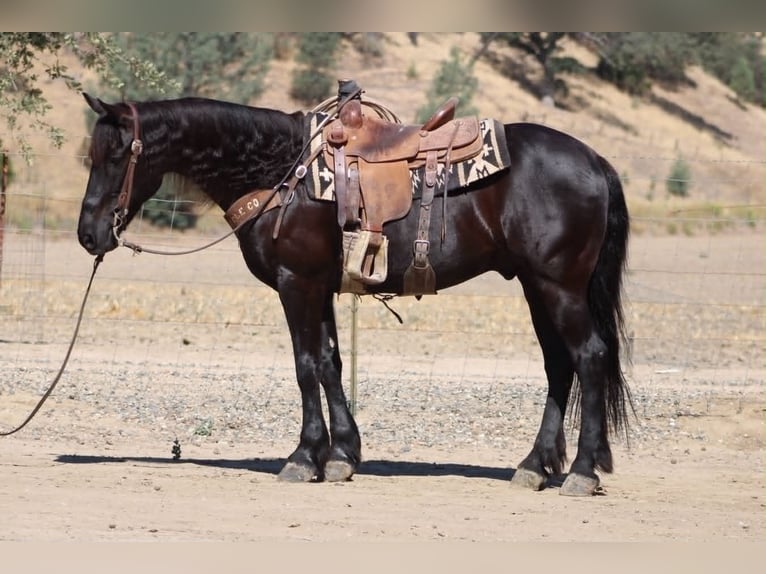 Frisone / Frisone Occidentale Castrone 10 Anni 152 cm Morello in Tres Pinos