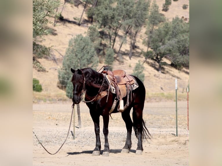 Frisone / Frisone Occidentale Castrone 10 Anni 152 cm Morello in Tres Pinos