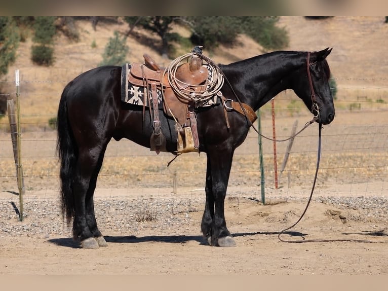 Frisone / Frisone Occidentale Castrone 10 Anni 152 cm Morello in Tres Pinos