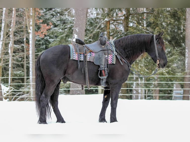 Frisone / Frisone Occidentale Mix Castrone 10 Anni 155 cm Morello in Clarion