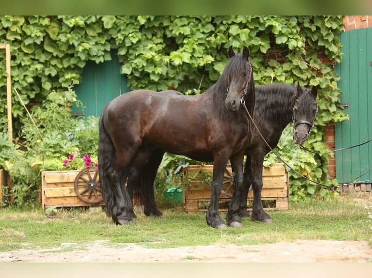 Frisone / Frisone Occidentale Castrone 10 Anni 158 cm Morello in Beelitz