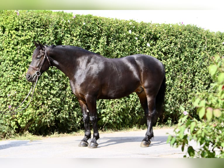 Frisone / Frisone Occidentale Mix Castrone 10 Anni 163 cm Baio ciliegia in Gap, PA