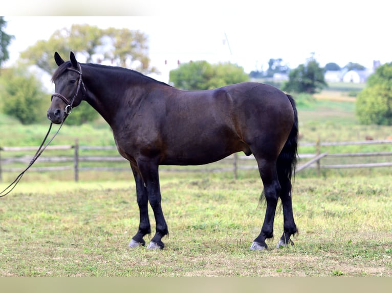 Frisone / Frisone Occidentale Mix Castrone 10 Anni 163 cm Baio ciliegia in Gap, PA