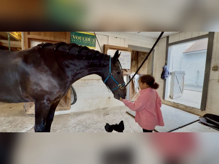 Frisone / Frisone Occidentale Mix Castrone 10 Anni 163 cm Baio ciliegia in Gap, PA