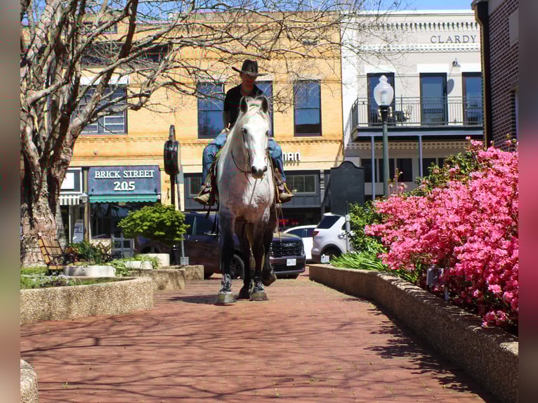 Frisone / Frisone Occidentale Mix Castrone 10 Anni 168 cm Grigio in Rusk