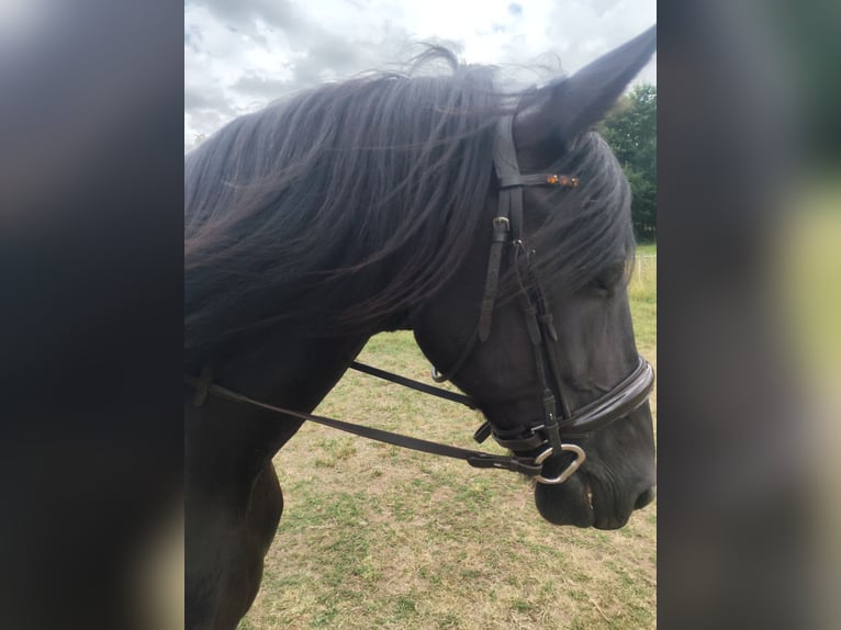 Frisone / Frisone Occidentale Mix Castrone 10 Anni 168 cm Morello in Hohenroda