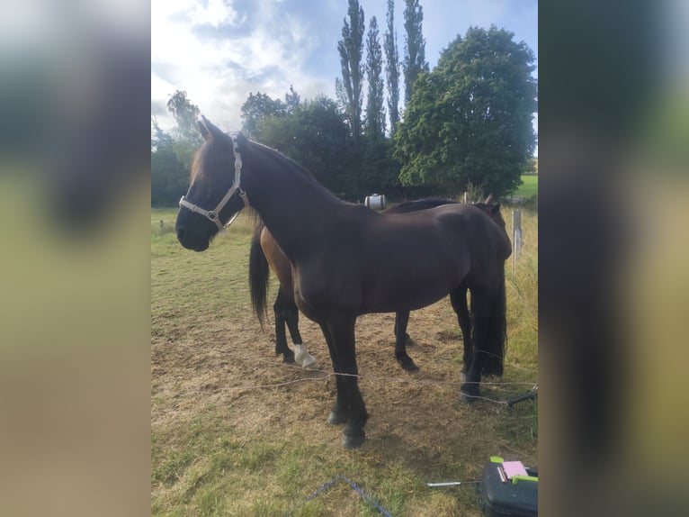 Frisone / Frisone Occidentale Mix Castrone 10 Anni 168 cm Morello in Hohenroda