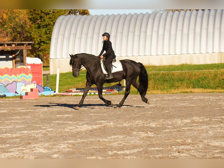 Frisone / Frisone Occidentale Castrone 10 Anni 170 cm Morello in fresno OH