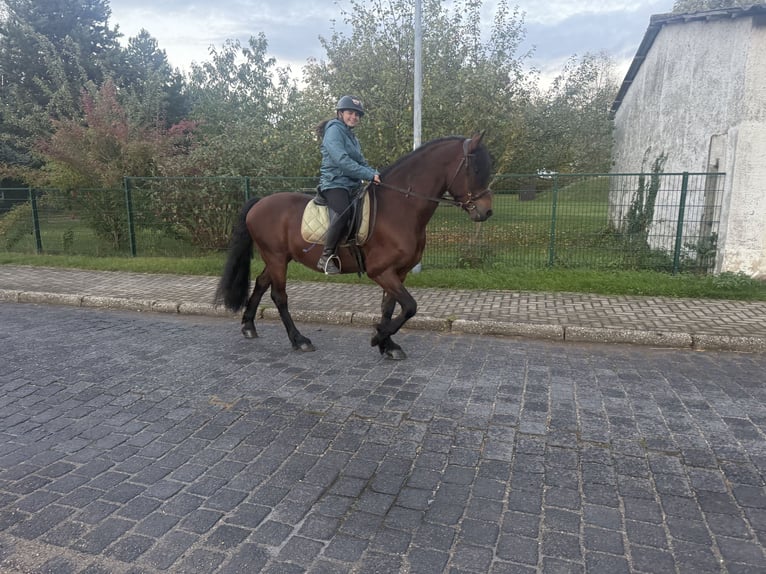 Frisone / Frisone Occidentale Mix Castrone 11 Anni 155 cm Baio in Freyburg