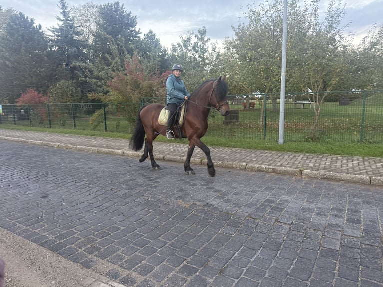 Frisone / Frisone Occidentale Mix Castrone 11 Anni 155 cm Baio in Freyburg