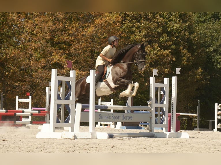 Frisone / Frisone Occidentale Mix Castrone 11 Anni 160 cm Pezzato in Fresno