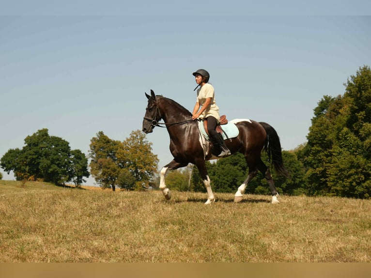 Frisone / Frisone Occidentale Mix Castrone 11 Anni 160 cm Pezzato in Fresno