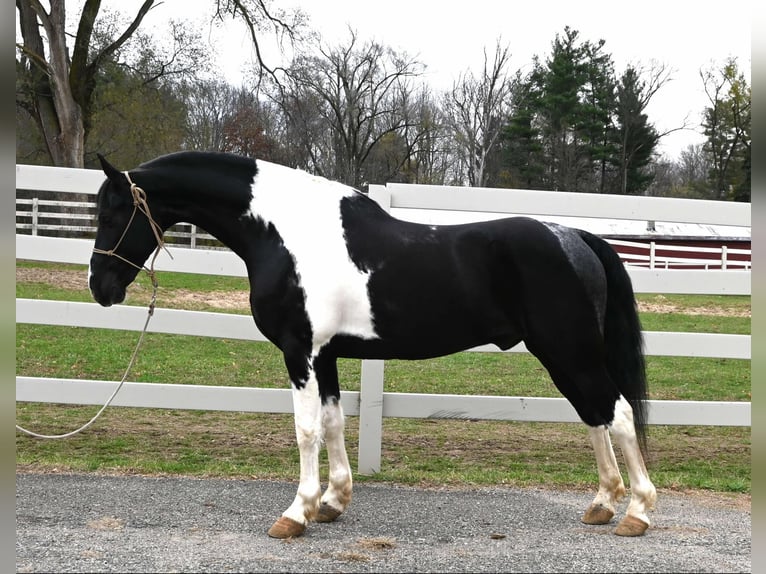 Frisone / Frisone Occidentale Castrone 11 Anni 163 cm Tobiano-tutti i colori in Sturgis MI