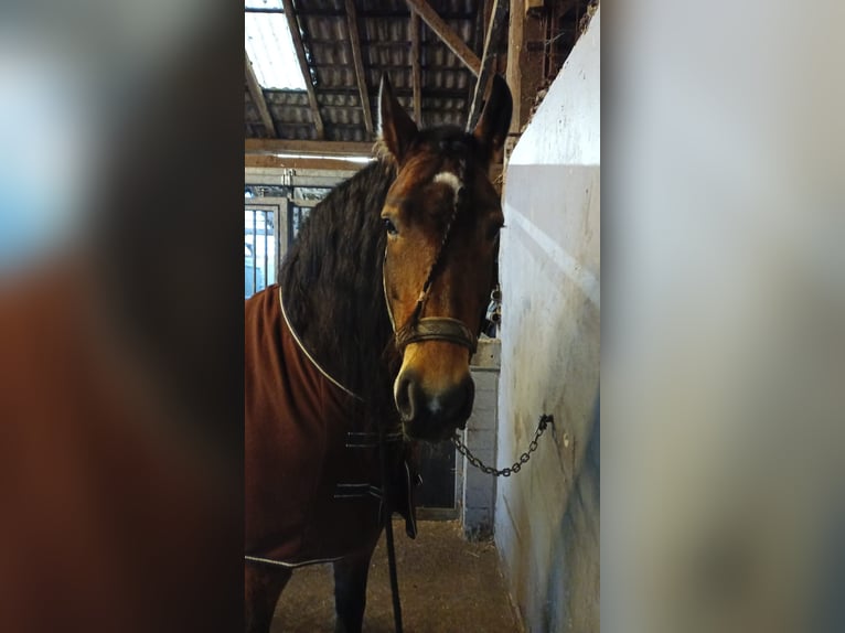 Frisone / Frisone Occidentale Mix Castrone 11 Anni 165 cm Baio in Papenburg