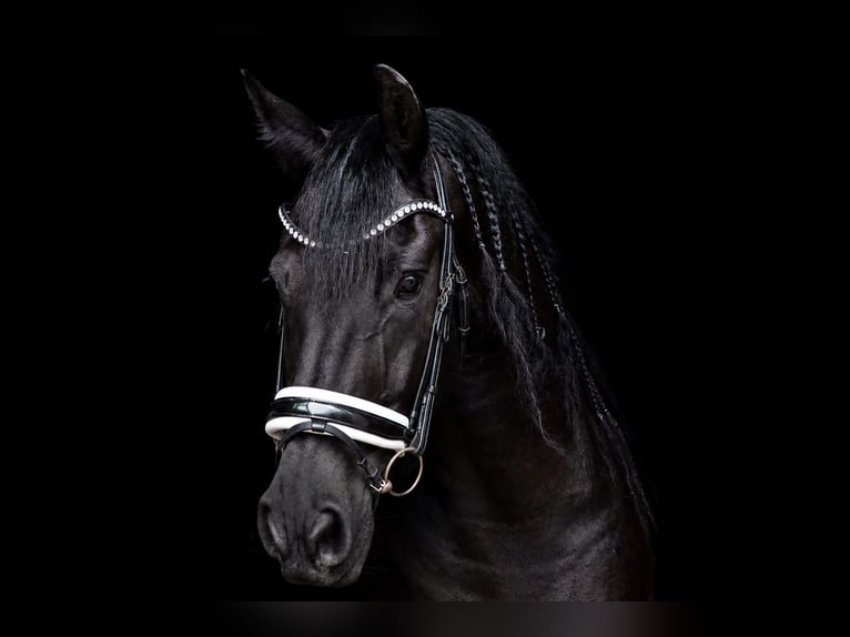 Frisone / Frisone Occidentale Castrone 11 Anni 169 cm Morello in Landgraaf