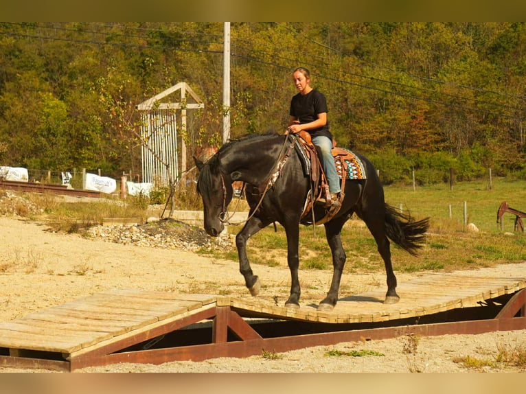 Frisone / Frisone Occidentale Castrone 11 Anni 170 cm Morello in fresno OH