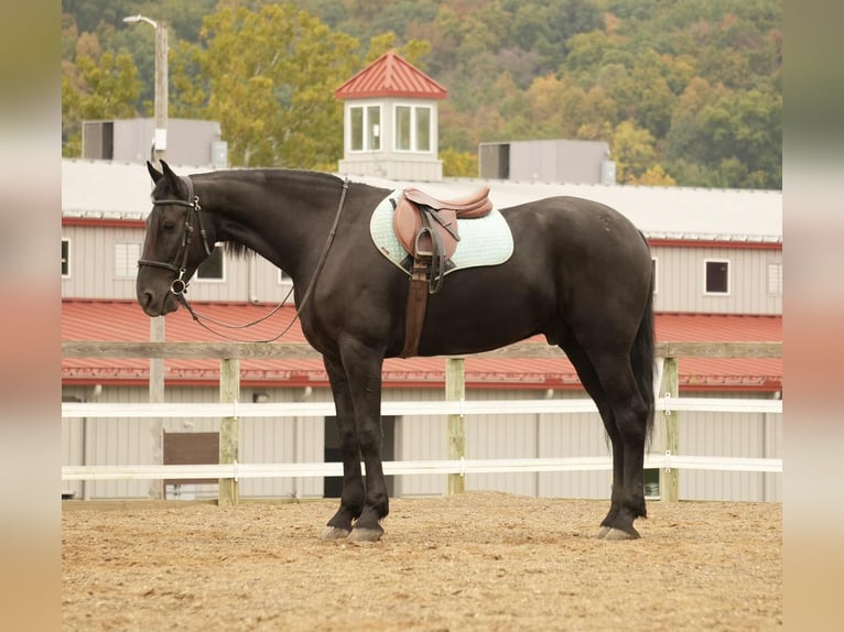 Frisone / Frisone Occidentale Mix Castrone 11 Anni 170 cm Morello in Fresno