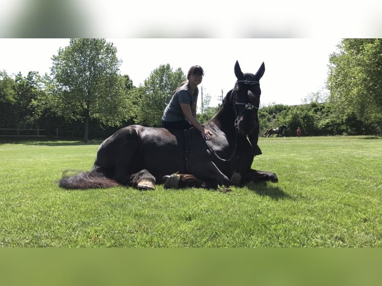 Frisone / Frisone Occidentale Mix Castrone 11 Anni 174 cm Morello in Reisenberg