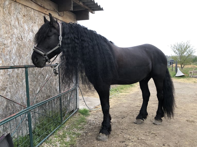 Frisone / Frisone Occidentale Mix Castrone 11 Anni 174 cm Morello in Reisenberg