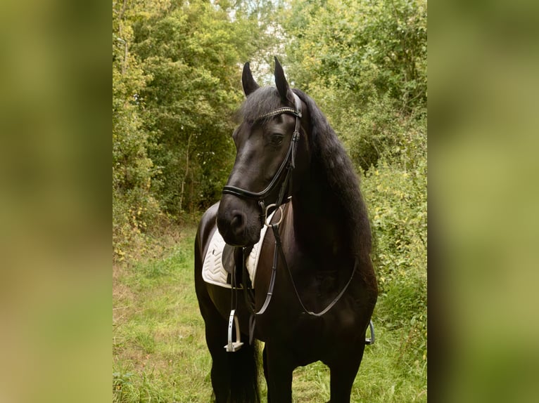 Frisone / Frisone Occidentale Castrone 12 Anni 161 cm Morello in Zwartewaal