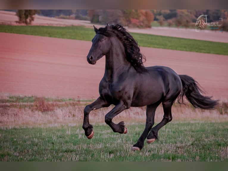Frisone / Frisone Occidentale Castrone 12 Anni 166 cm Morello in Kobern-Gondorf
