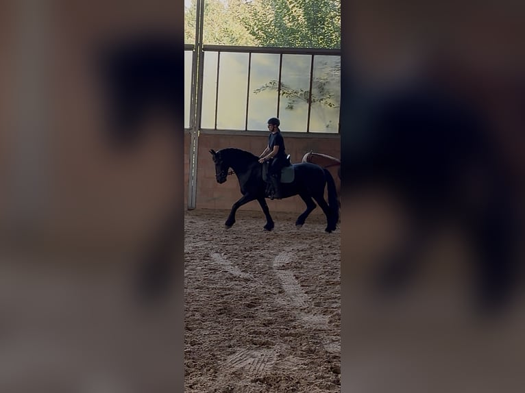 Frisone / Frisone Occidentale Mix Castrone 13 Anni 159 cm Morello in Frankenberg/Sachsen