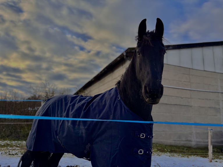 Frisone / Frisone Occidentale Mix Castrone 13 Anni 159 cm Morello in Frankenberg/Sachsen