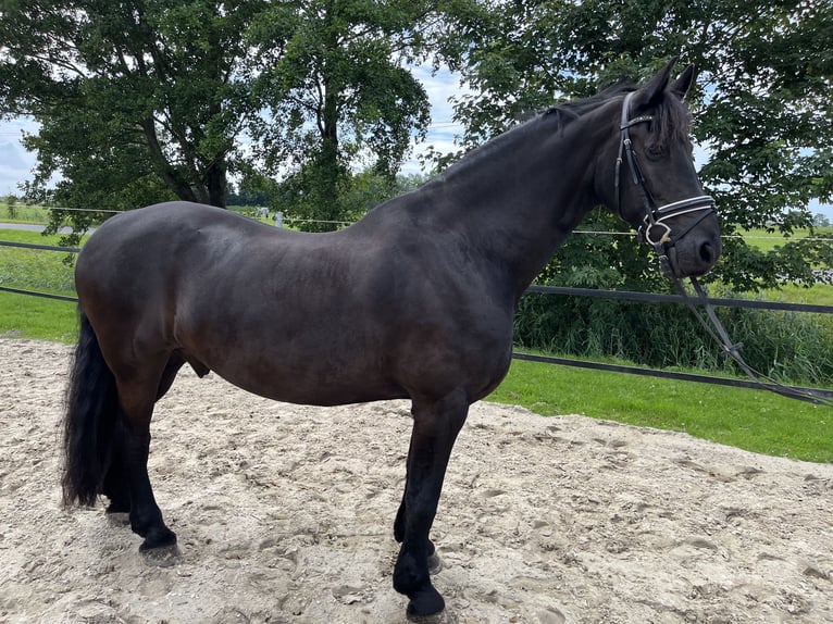 Frisone / Frisone Occidentale Castrone 13 Anni 168 cm Morello in EmdeN