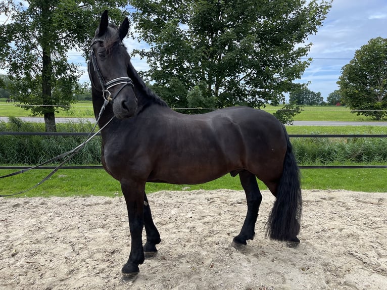 Frisone / Frisone Occidentale Castrone 13 Anni 168 cm Morello in EmdeN