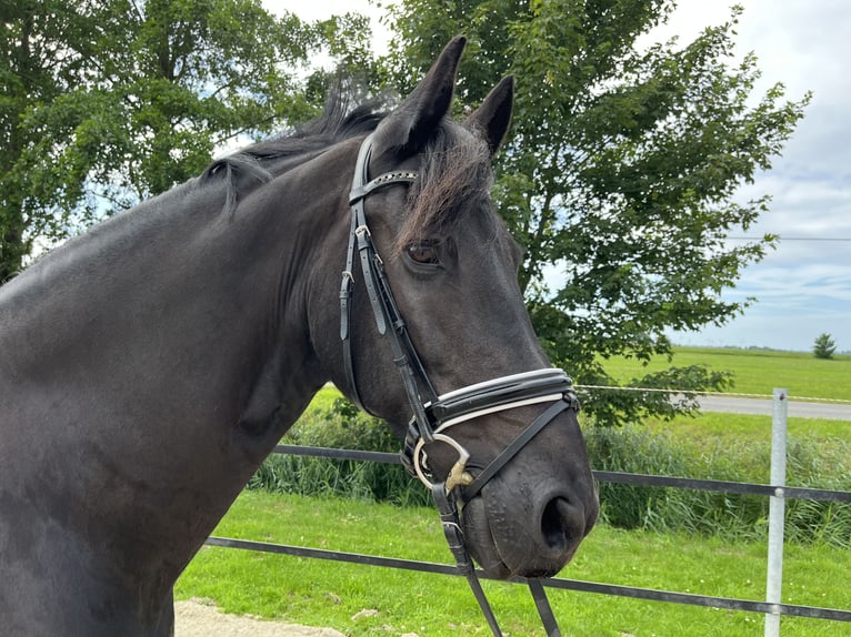 Frisone / Frisone Occidentale Castrone 13 Anni 168 cm Morello in EmdeN