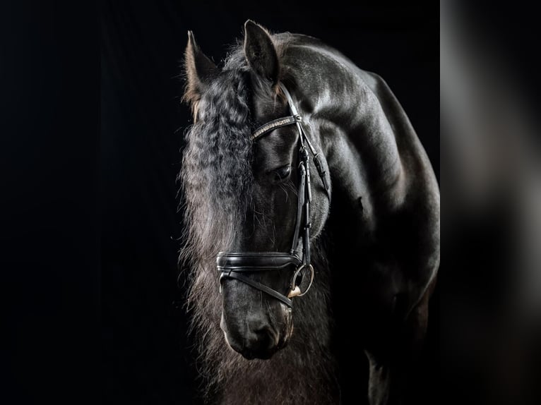 Frisone / Frisone Occidentale Castrone 14 Anni 162 cm Morello in Erding