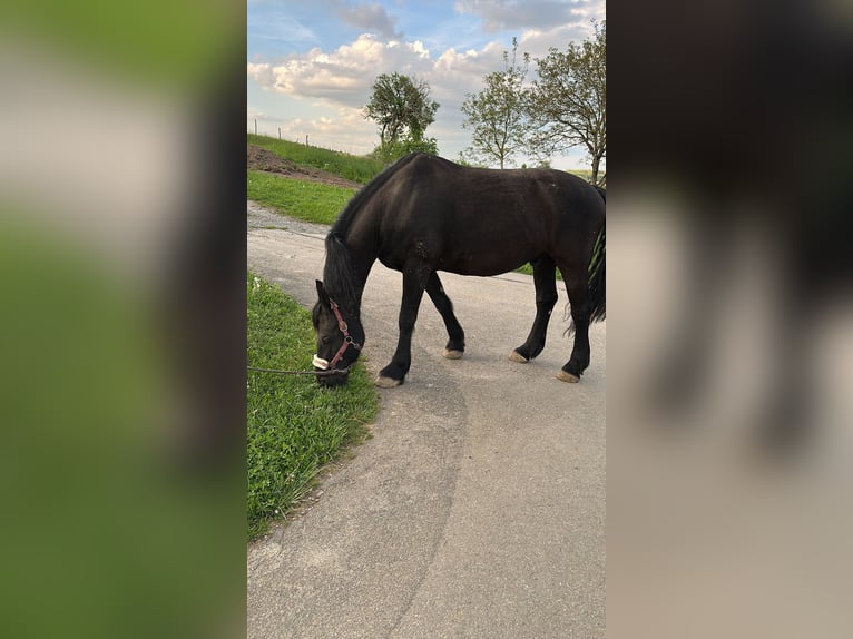 Frisone / Frisone Occidentale Castrone 14 Anni 164 cm Morello in Waldshut-Tiengen